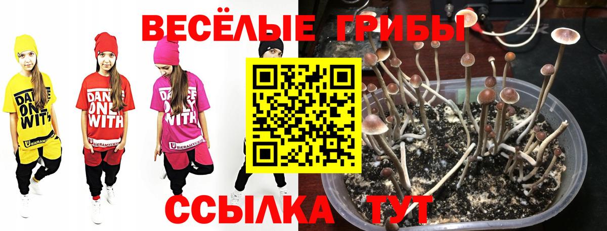 Галлюциногенные грибы Psilocybine cubensis Добрянка
